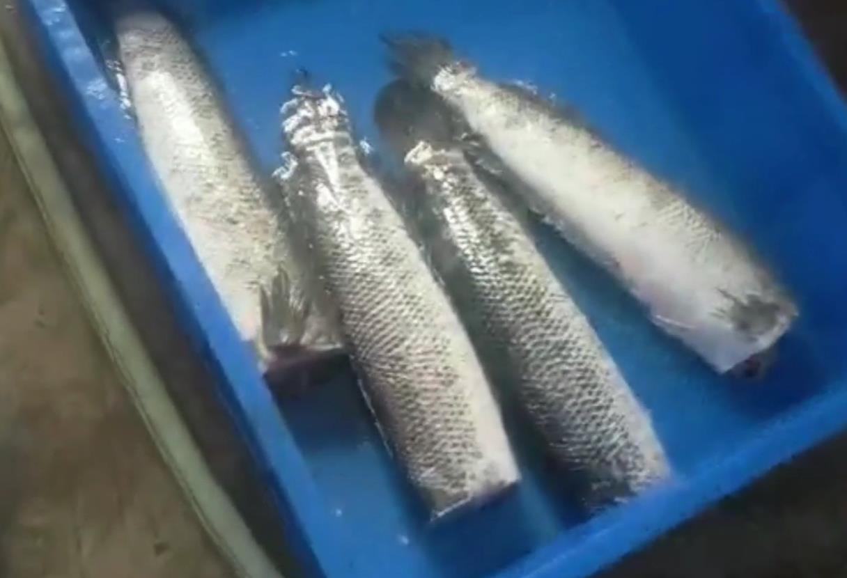 鱼类切头视频  真实直拍   鱼类切头机