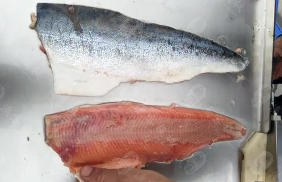 Fish peeling machine trial video ------- Peeling salmon